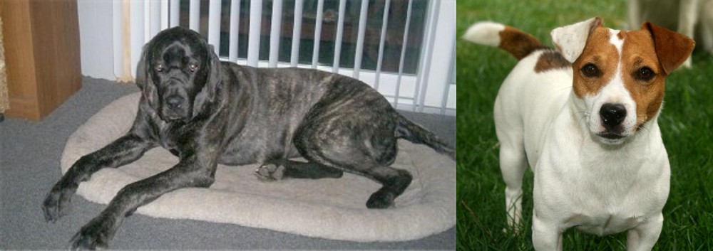 Irish Jack Russell vs Giant Maso Mastiff - Breed Comparison