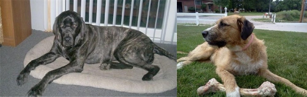 Irish Mastiff Hound vs Giant Maso Mastiff - Breed Comparison