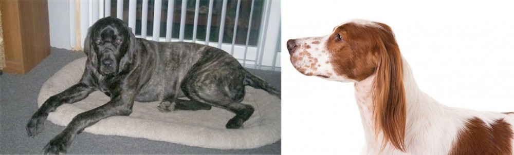 Irish Red and White Setter vs Giant Maso Mastiff - Breed Comparison