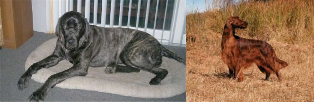 Irish Setter vs Giant Maso Mastiff - Breed Comparison