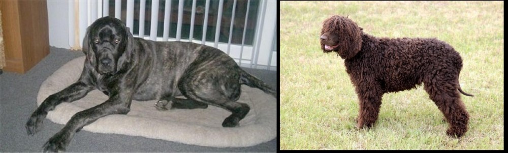 Irish Water Spaniel vs Giant Maso Mastiff - Breed Comparison