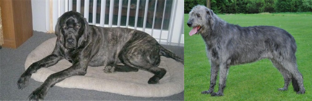 Irish Wolfhound vs Giant Maso Mastiff - Breed Comparison