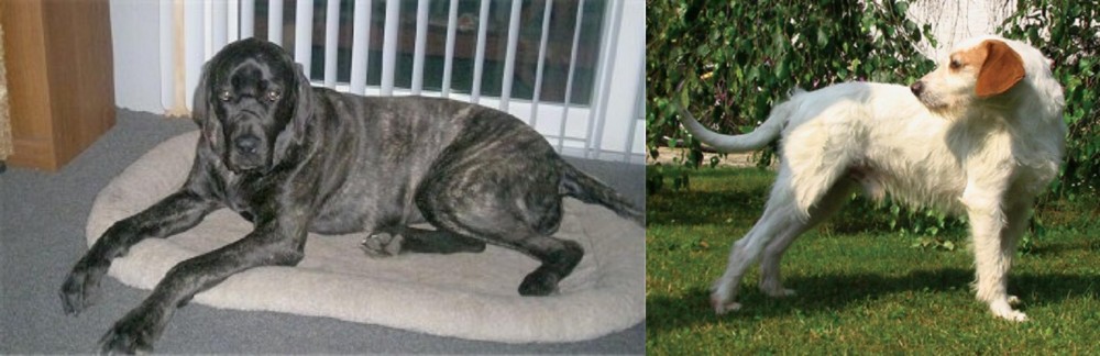 Istarski Ostrodlaki Gonic vs Giant Maso Mastiff - Breed Comparison