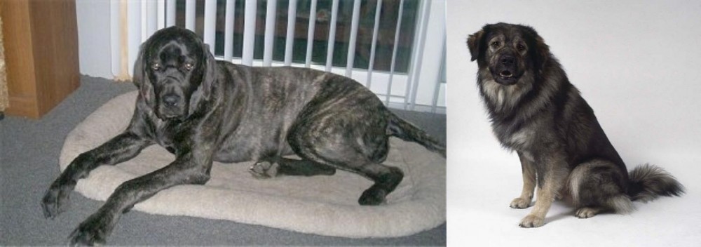 Istrian Sheepdog vs Giant Maso Mastiff - Breed Comparison