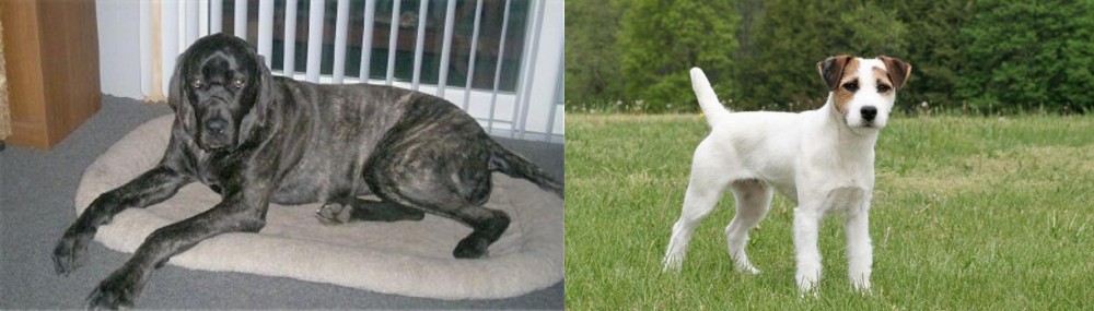 Jack Russell Terrier vs Giant Maso Mastiff - Breed Comparison
