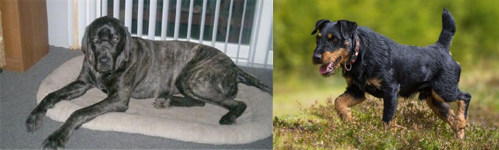 Jagdterrier vs Giant Maso Mastiff - Breed Comparison