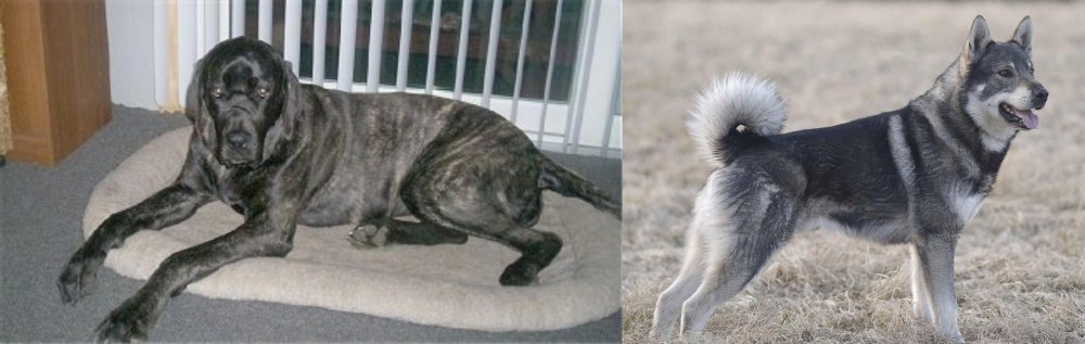 Jamthund vs Giant Maso Mastiff - Breed Comparison