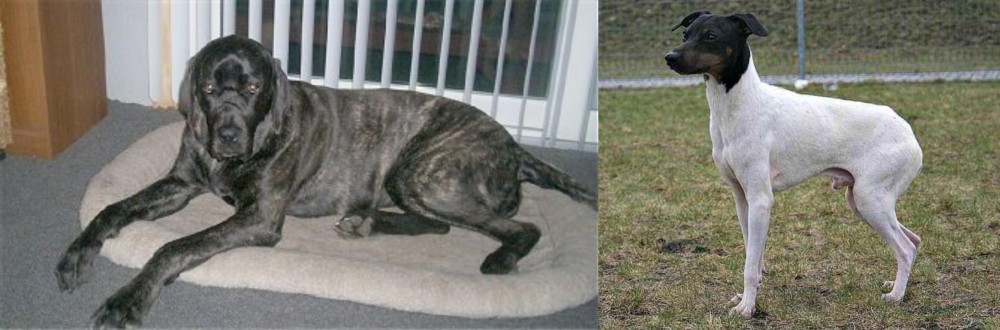 Japanese Terrier vs Giant Maso Mastiff - Breed Comparison
