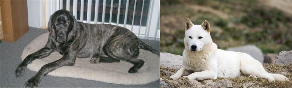 Jindo vs Giant Maso Mastiff - Breed Comparison