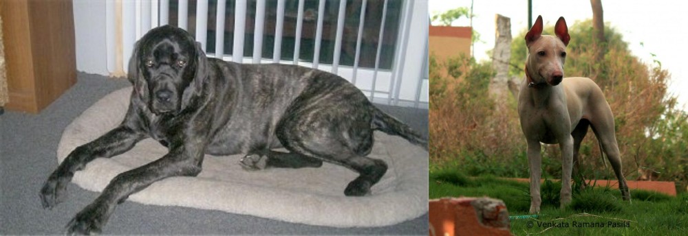 Jonangi vs Giant Maso Mastiff - Breed Comparison
