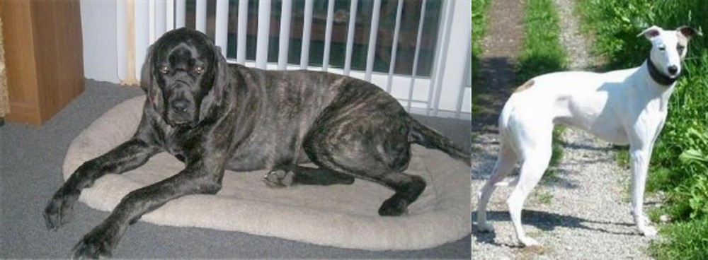 Kaikadi vs Giant Maso Mastiff - Breed Comparison