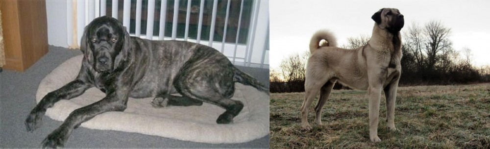 Kangal Dog vs Giant Maso Mastiff - Breed Comparison