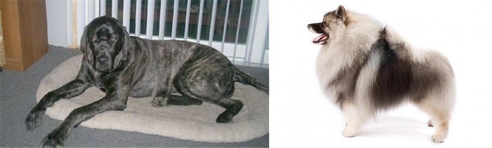 Keeshond vs Giant Maso Mastiff - Breed Comparison