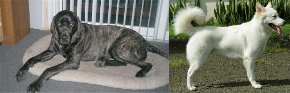 Kintamani vs Giant Maso Mastiff - Breed Comparison