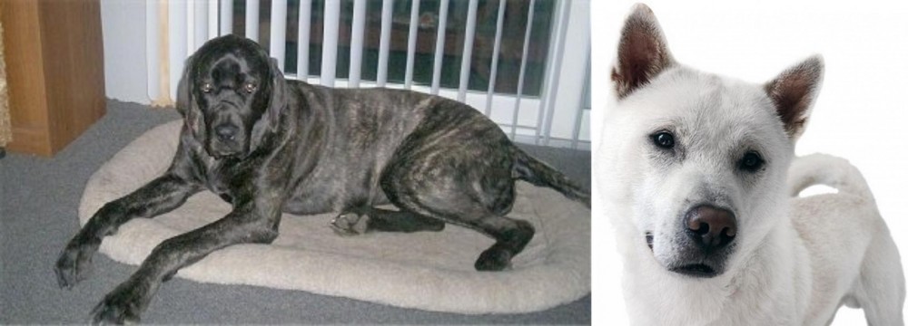 Kishu vs Giant Maso Mastiff - Breed Comparison