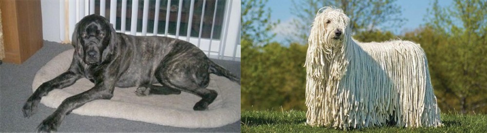 Komondor vs Giant Maso Mastiff - Breed Comparison