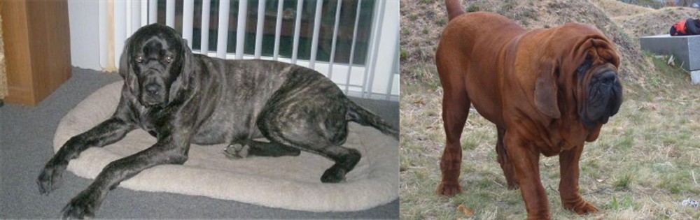 Korean Mastiff vs Giant Maso Mastiff - Breed Comparison