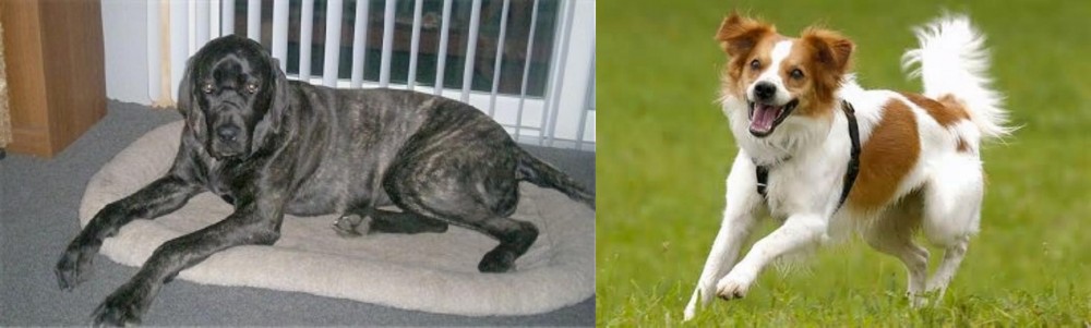 Kromfohrlander vs Giant Maso Mastiff - Breed Comparison