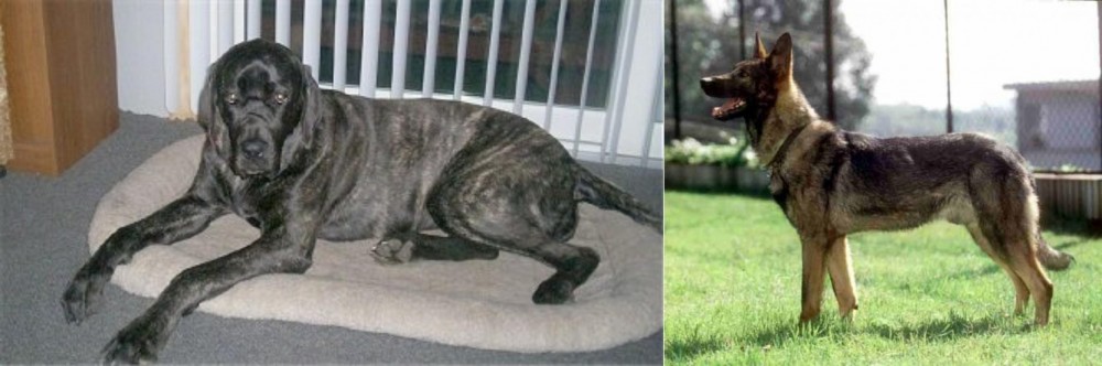 Kunming Dog vs Giant Maso Mastiff - Breed Comparison