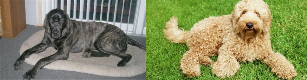 Labradoodle vs Giant Maso Mastiff - Breed Comparison