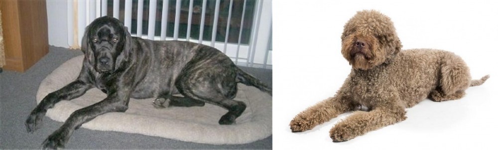 Lagotto Romagnolo vs Giant Maso Mastiff - Breed Comparison