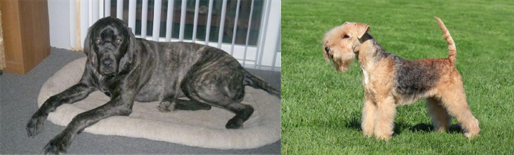 Lakeland Terrier vs Giant Maso Mastiff - Breed Comparison
