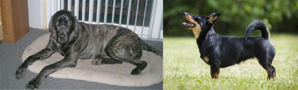 Lancashire Heeler vs Giant Maso Mastiff - Breed Comparison