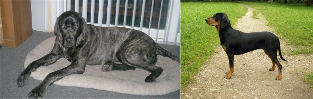 Latvian Hound vs Giant Maso Mastiff - Breed Comparison