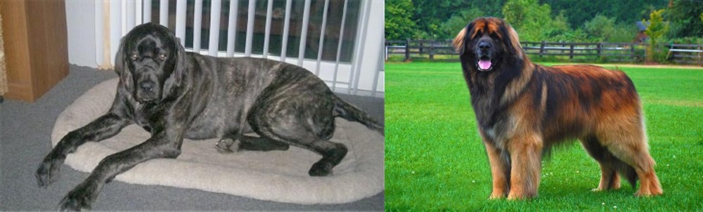 Leonberger vs Giant Maso Mastiff - Breed Comparison