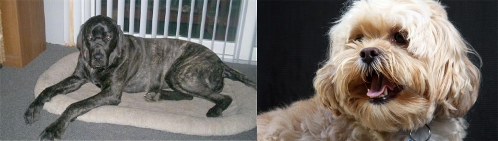 Lhasapoo vs Giant Maso Mastiff - Breed Comparison