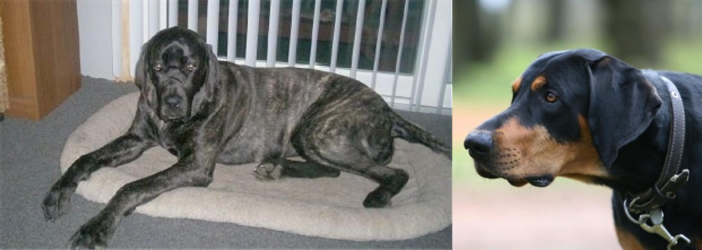 Lithuanian Hound vs Giant Maso Mastiff - Breed Comparison