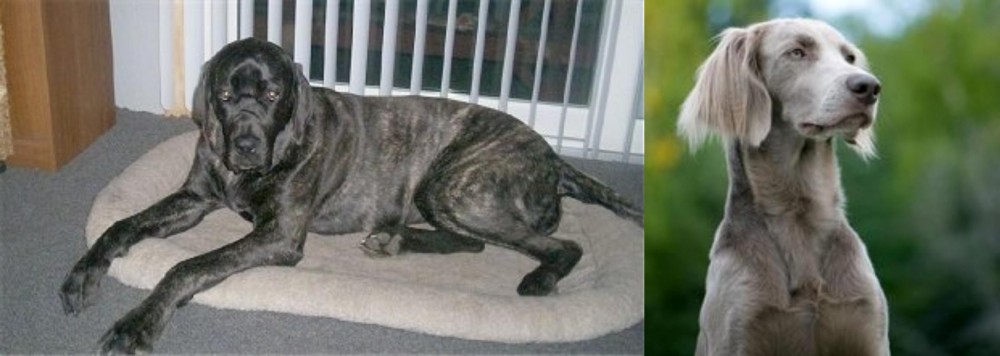 Longhaired Weimaraner vs Giant Maso Mastiff - Breed Comparison