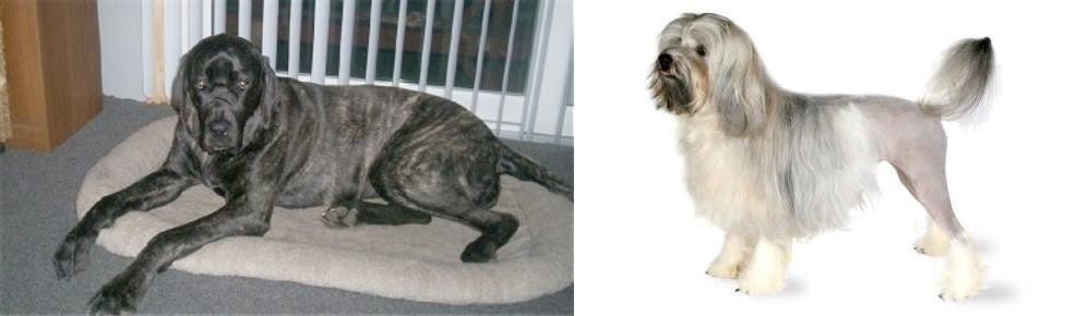 Lowchen vs Giant Maso Mastiff - Breed Comparison