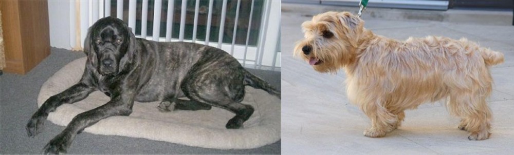 Lucas Terrier vs Giant Maso Mastiff - Breed Comparison