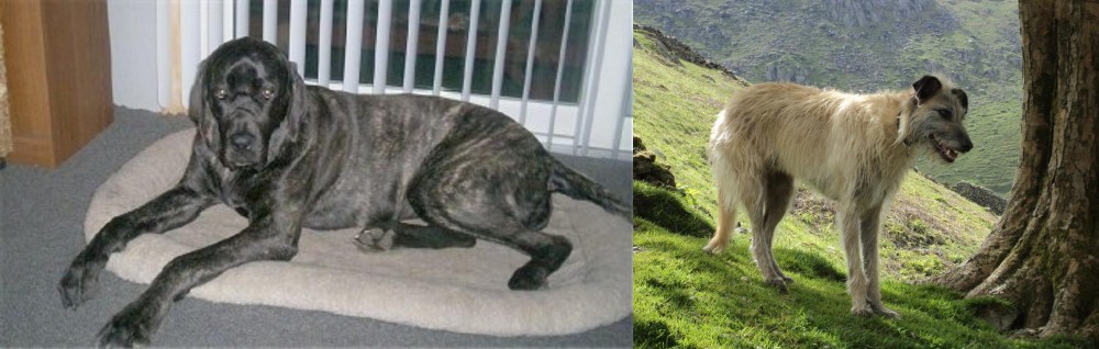 Lurcher vs Giant Maso Mastiff - Breed Comparison