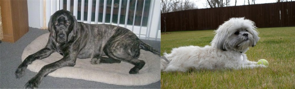 Mal-Shi vs Giant Maso Mastiff - Breed Comparison