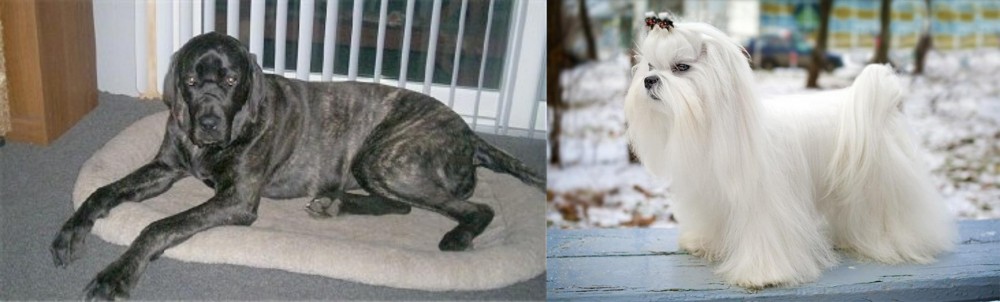 Maltese vs Giant Maso Mastiff - Breed Comparison