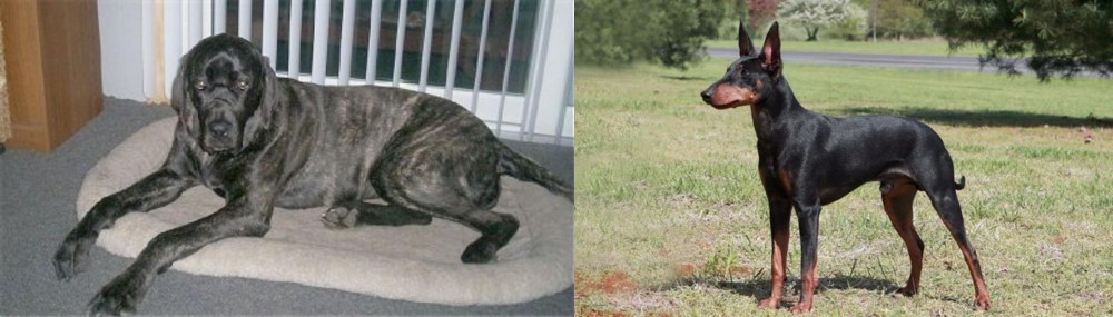 Manchester Terrier vs Giant Maso Mastiff - Breed Comparison
