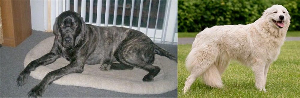 Maremma Sheepdog vs Giant Maso Mastiff - Breed Comparison