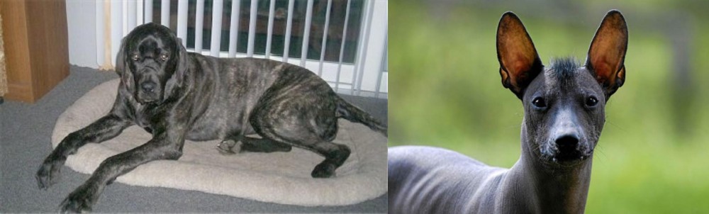 Mexican Hairless vs Giant Maso Mastiff - Breed Comparison