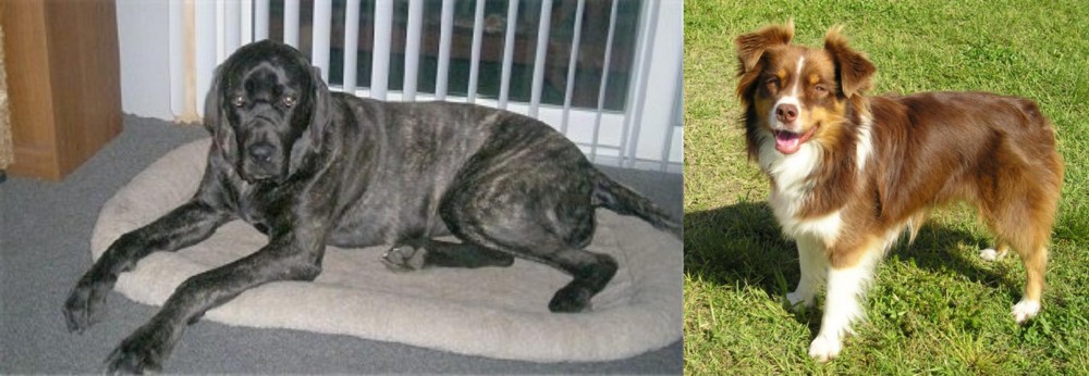 Miniature Australian Shepherd vs Giant Maso Mastiff - Breed Comparison