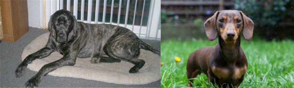 Miniature Dachshund vs Giant Maso Mastiff - Breed Comparison