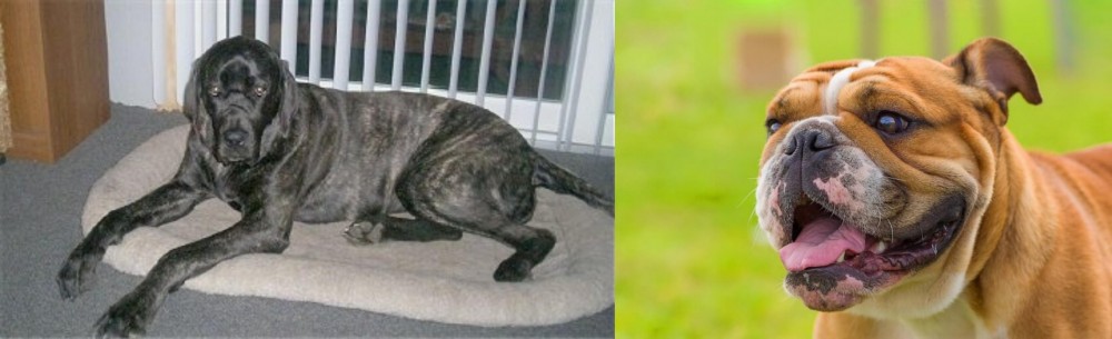 Miniature English Bulldog vs Giant Maso Mastiff - Breed Comparison
