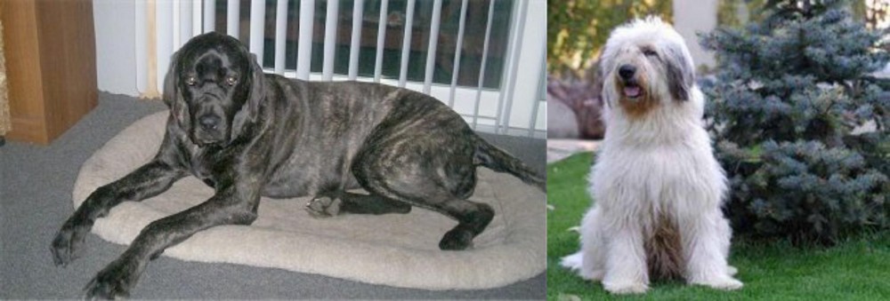 Mioritic Sheepdog vs Giant Maso Mastiff - Breed Comparison