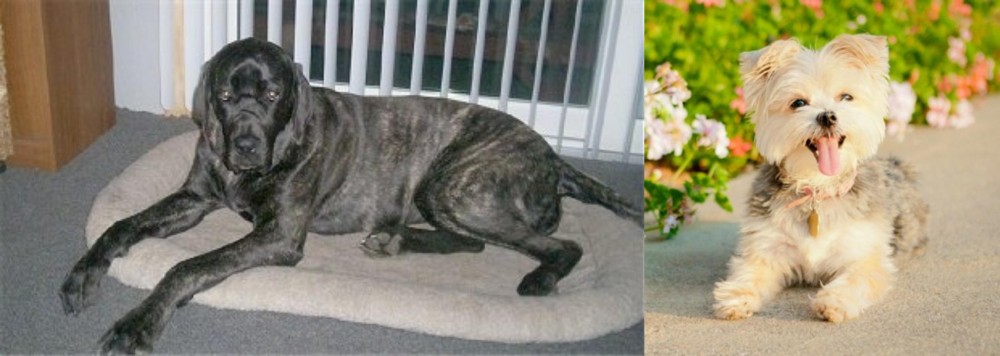 Morkie vs Giant Maso Mastiff - Breed Comparison