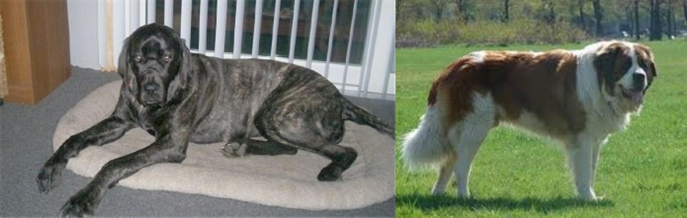 Moscow Watchdog vs Giant Maso Mastiff - Breed Comparison