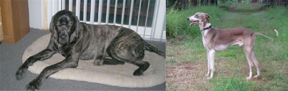Mudhol Hound vs Giant Maso Mastiff - Breed Comparison
