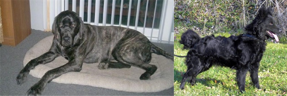 Mudi vs Giant Maso Mastiff - Breed Comparison