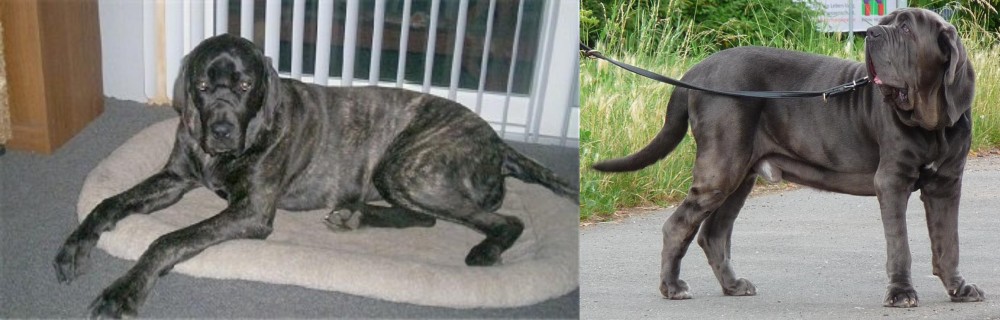 Neapolitan Mastiff vs Giant Maso Mastiff - Breed Comparison