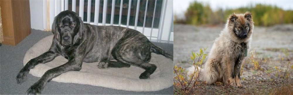 Nenets Herding Laika vs Giant Maso Mastiff - Breed Comparison